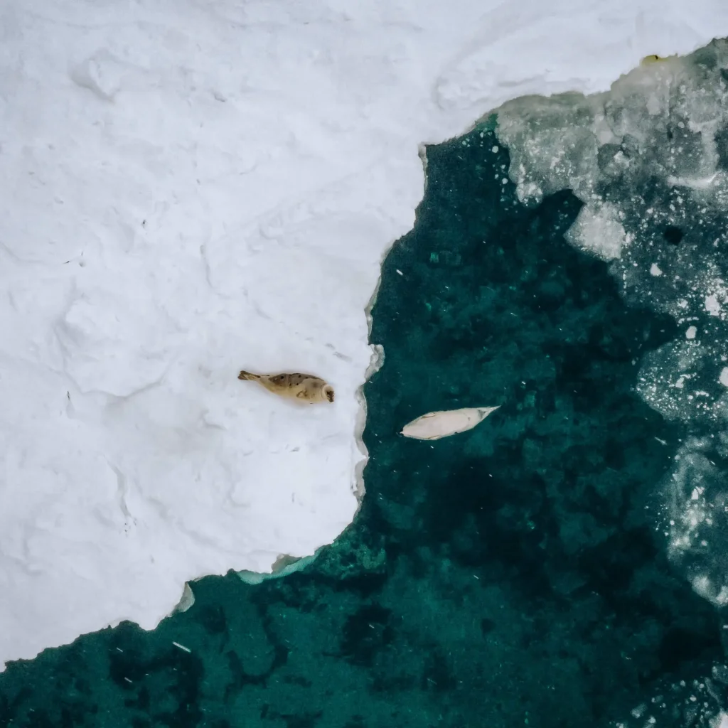 Photo par drone de deux phoques en liberté à Blanc Sablon (Québec) lors du tournage d'un documentaire animalier pour National Geographic.