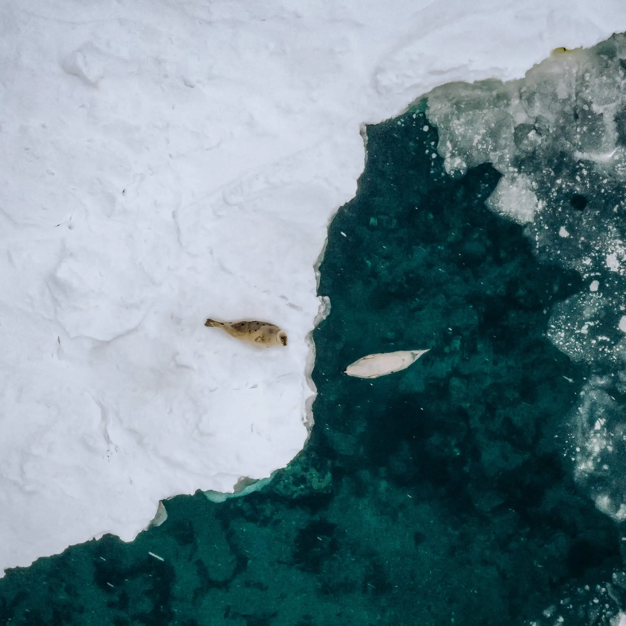 Drone photo of two seals in the wild in Blanc Sablon Quebec during the filming of a wildlife documentary for national geographic